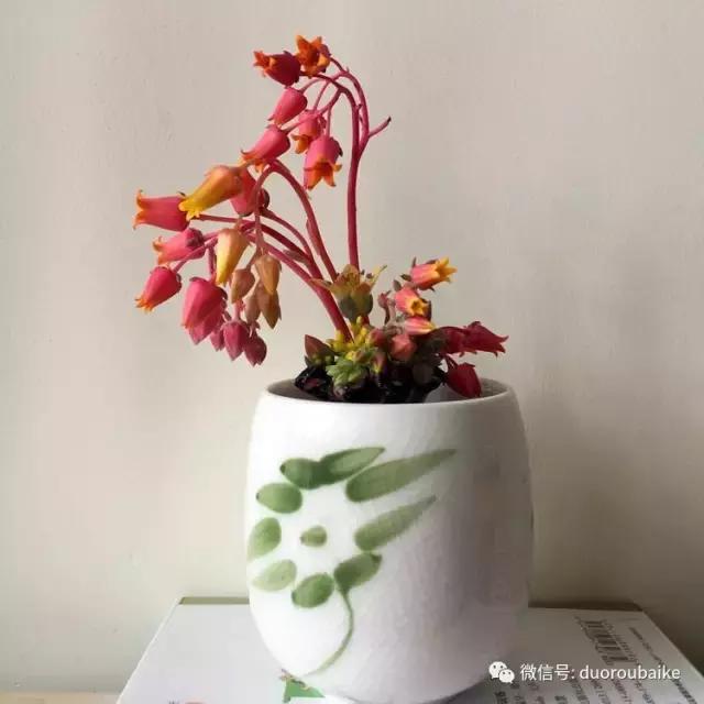 那些年我养过的多肉,这些年养过的花花草草