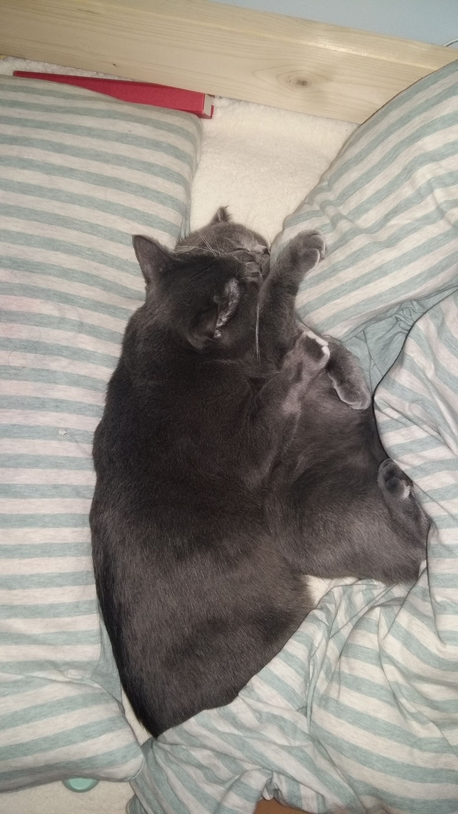 喵星人一觉醒来,喵星人在哪里都能睡得着