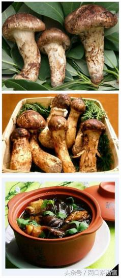 大别山深处的绝美山珍！