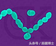 母乳放置久产生什么细菌,母乳显微镜下的细菌