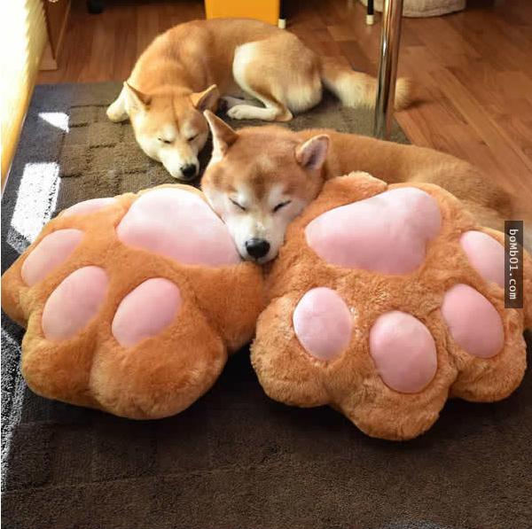 你能找出照片里藏着的柴犬吗？主人狂买狗狗玩偶多到柴犬茫然了！