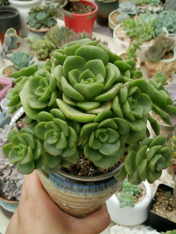 一股清香,一股青苹果香味的多肉植物百合丽丽,适合做多肉手捧花