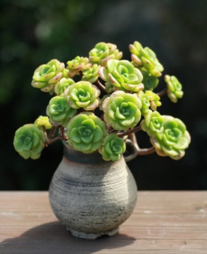 一股清香,一股青苹果香味的多肉植物百合丽丽,适合做多肉手捧花