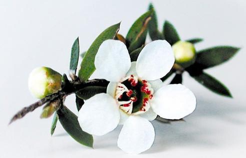 麦卢卡蜂蜜是不是天然成熟蜂蜜,麦卢卡蜂蜜详细介绍