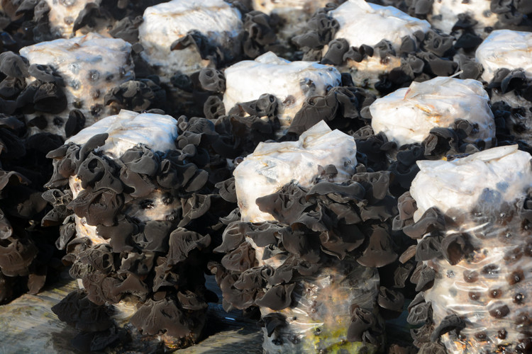 东北的木耳生长基地,人工种植黑木耳干货多少钱一斤