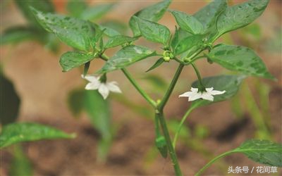 废物利用辣椒籽、发了芽的生姜别丢,几步让它变成阳台盆栽蔬菜