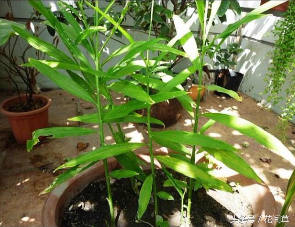 废物利用辣椒籽、发了芽的生姜别丢,几步让它变成阳台盆栽蔬菜