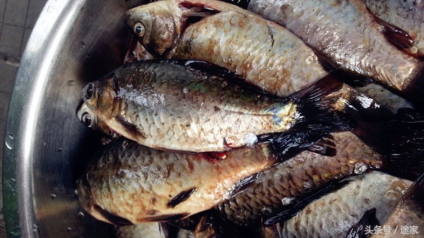 带你去看白洋淀的好景色,远离喧嚣白洋淀旅行