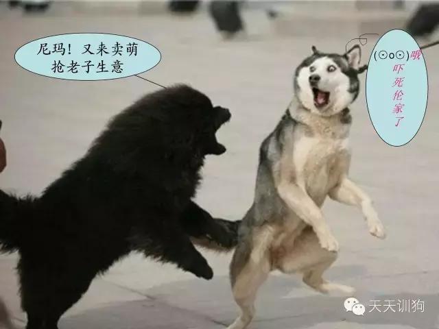 狗狗脾气越来越暴躁怎么办,狗狗脾气变暴躁的原因及解决方法