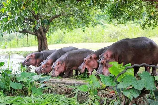广州长隆野生动物园真实评价,广州长隆野生动物园讲解动物