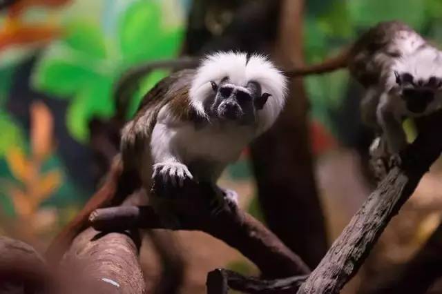 广州长隆野生动物园真实评价,广州长隆野生动物园讲解动物