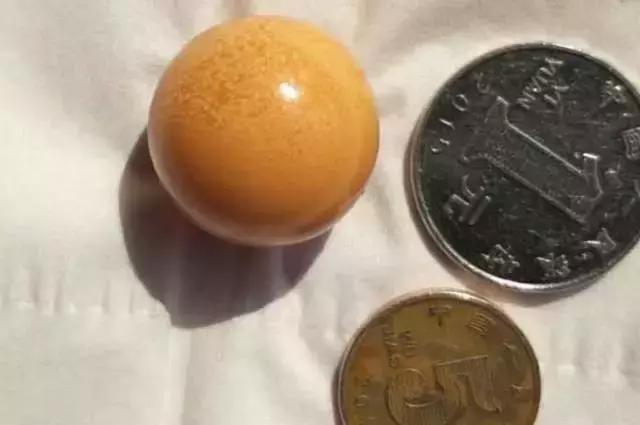 海螺吐出龙珠的视频,海螺吃出天价龙珠