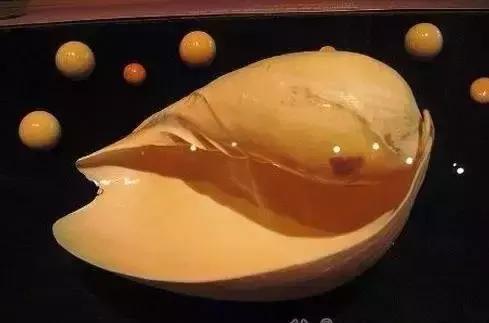 海螺吐出龙珠的视频,海螺吃出天价龙珠