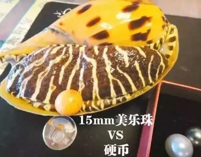 海螺吐出龙珠的视频,海螺吃出天价龙珠