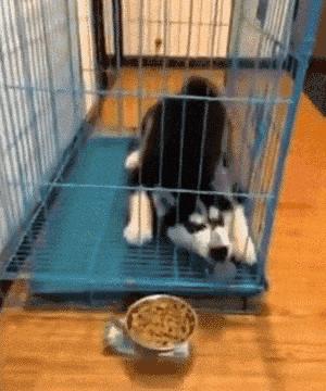 正是养膘好时节,春天到了驱虫