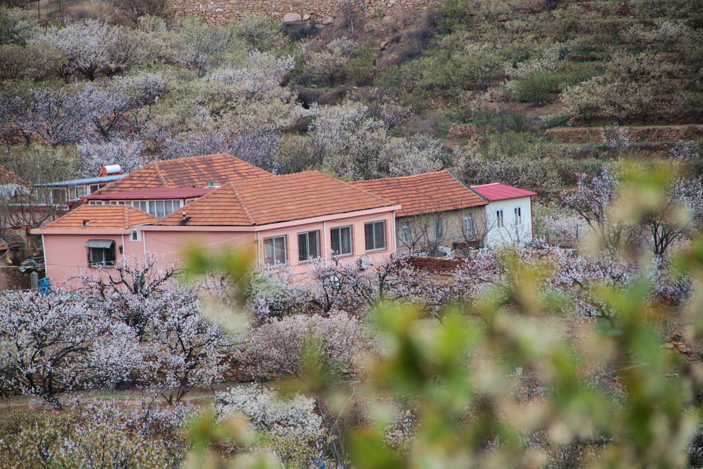 青岛华夏樱桃谷,青岛樱桃谷小道