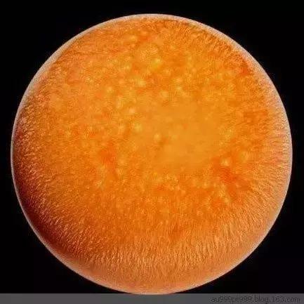 海螺吐出龙珠的视频,海螺吃出天价龙珠