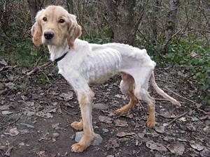 正是养膘好时节,春天到了驱虫