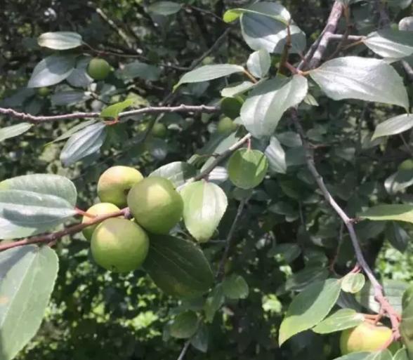 尼泊尔凤眼菩提0.8-0.9,尼泊尔凤眼菩提怎么清洗