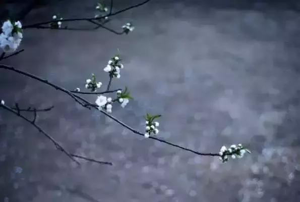 宋诗最经典300首宋词,宋诗历代名诗鉴赏