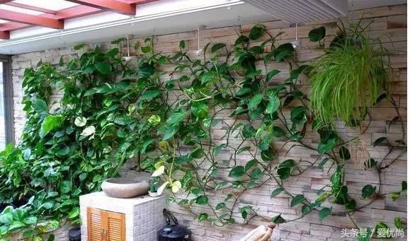 绿萝水培怎么养爆盆的,绿萝水培怎么养才能爆盆