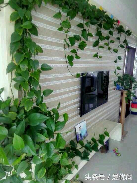 绿萝水培怎么养爆盆的,绿萝水培怎么养才能爆盆