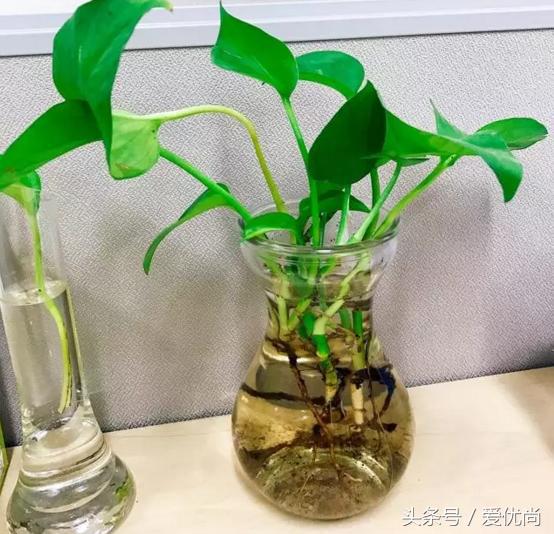 绿萝水培怎么养爆盆的,绿萝水培怎么养才能爆盆