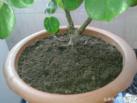 米兰怎么养才能旺盛小妙招,米兰花养殖方法冬天米兰怎么修剪