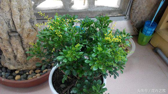 米兰怎么养才能旺盛小妙招,米兰花养殖方法冬天米兰怎么修剪