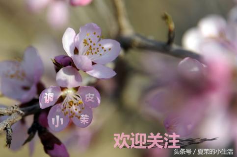 什么花吃对身体好又适合观赏,东北适合养又对健康有益的花