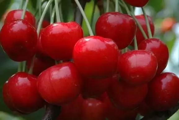 樱桃品种大全一览表,2021年十大樱桃品种排名前十名