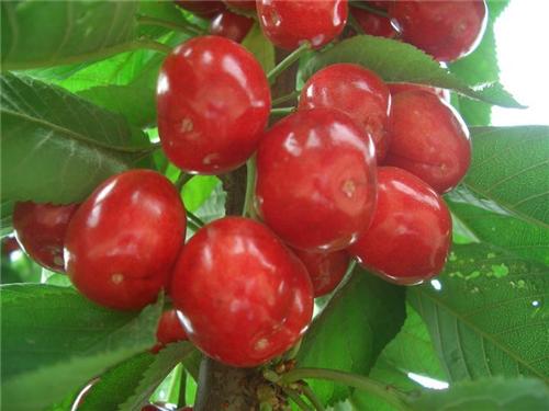 樱桃品种大全一览表,2021年十大樱桃品种排名前十名