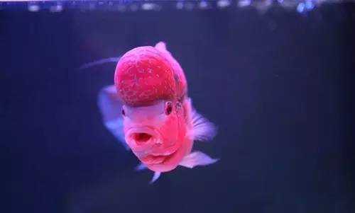 鱼友必知的鱼缸藻类防治秘籍,鱼友分享鱼病大全