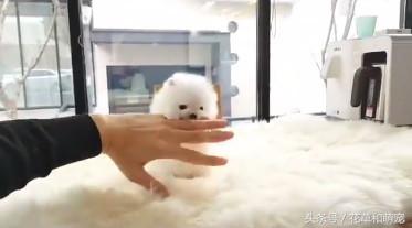 博美狗狗太活跃摸它就咬,小博美对狗狗不友好