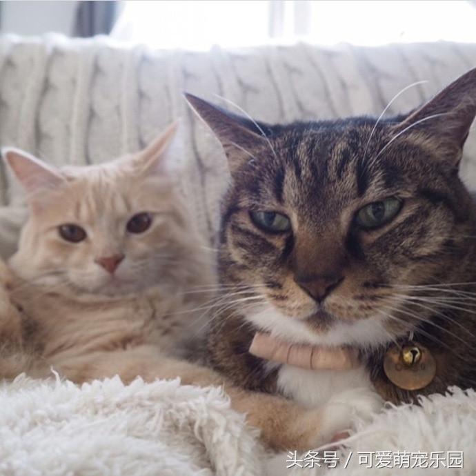 猫主子的日常练就一切技能,这才是猫应有的样子