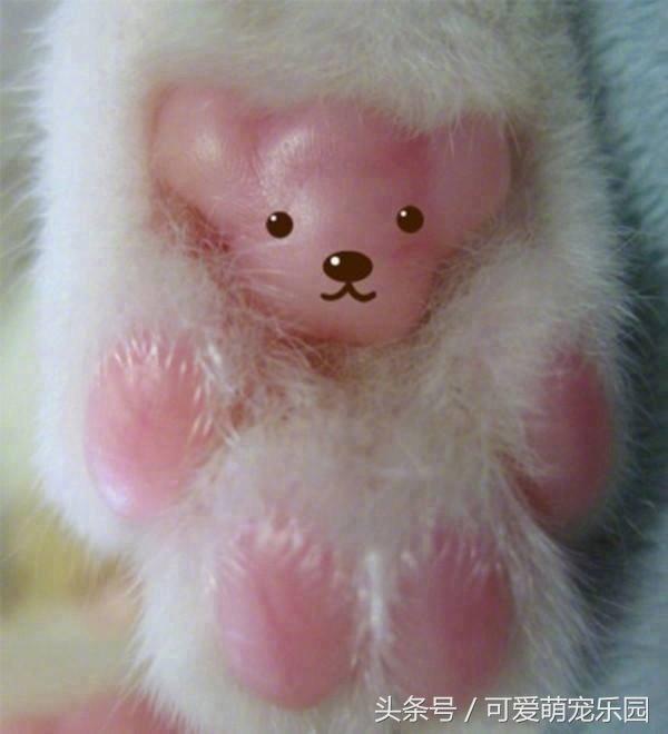 猫主子的日常练就一切技能,这才是猫应有的样子