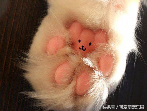 猫主子的日常练就一切技能,这才是猫应有的样子