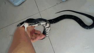 野生黄鳝会咬人吗,黄鳝怎么抓不咬人