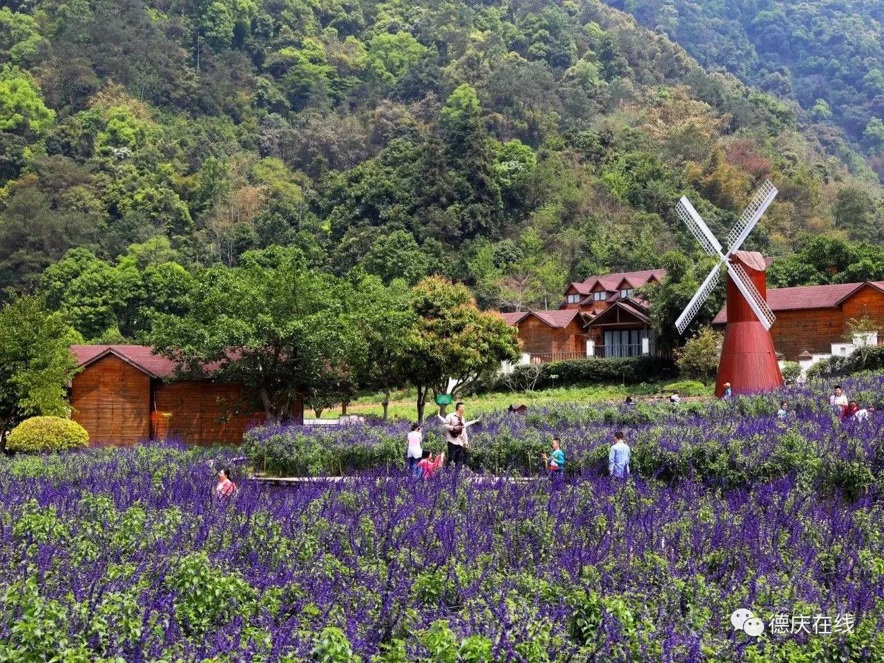 不用去罗平也可以看油菜花,不用去日本也能看的樱花海