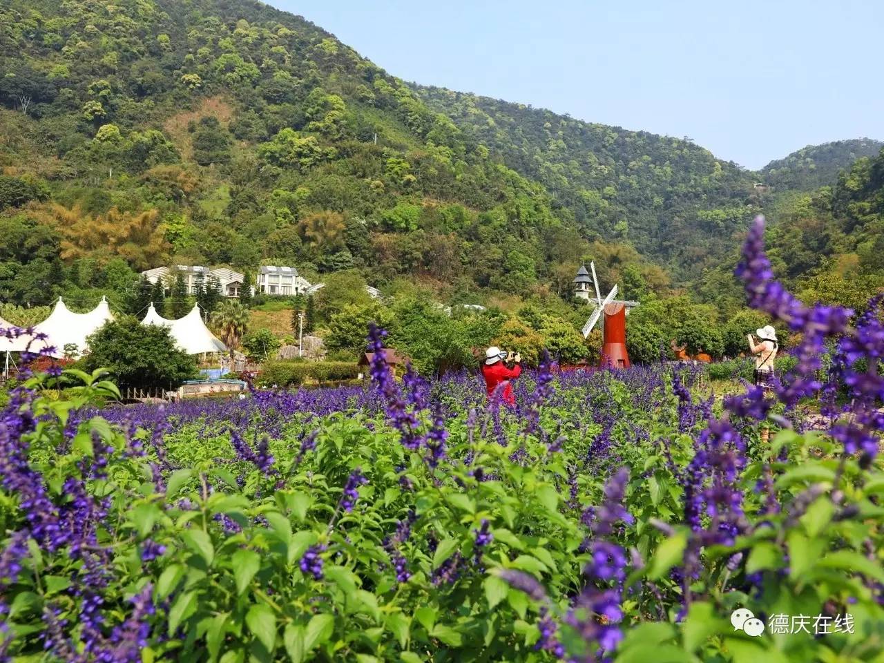 不用去罗平也可以看油菜花,不用去日本也能看的樱花海