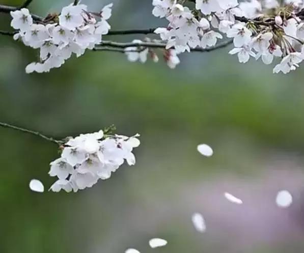 宋诗最经典300首宋词,宋诗历代名诗鉴赏