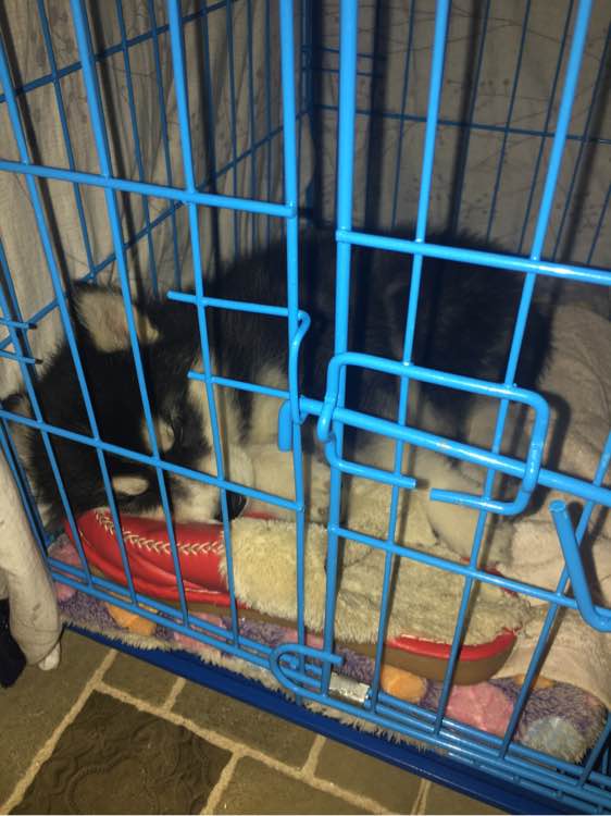 哈士奇关笼子里一直叫怎么训练,家里哈士奇老是叫