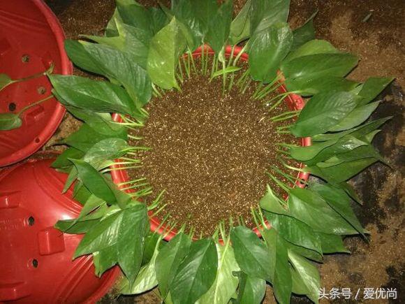 绿萝水培怎么养爆盆的,绿萝水培怎么养才能爆盆