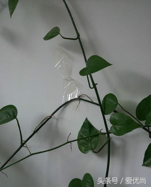 绿萝水培怎么养爆盆的,绿萝水培怎么养才能爆盆