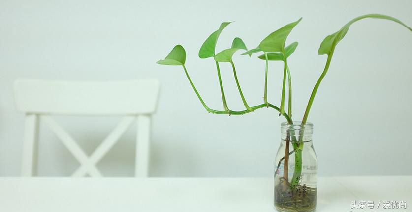 绿萝水培怎么养爆盆的,绿萝水培怎么养才能爆盆
