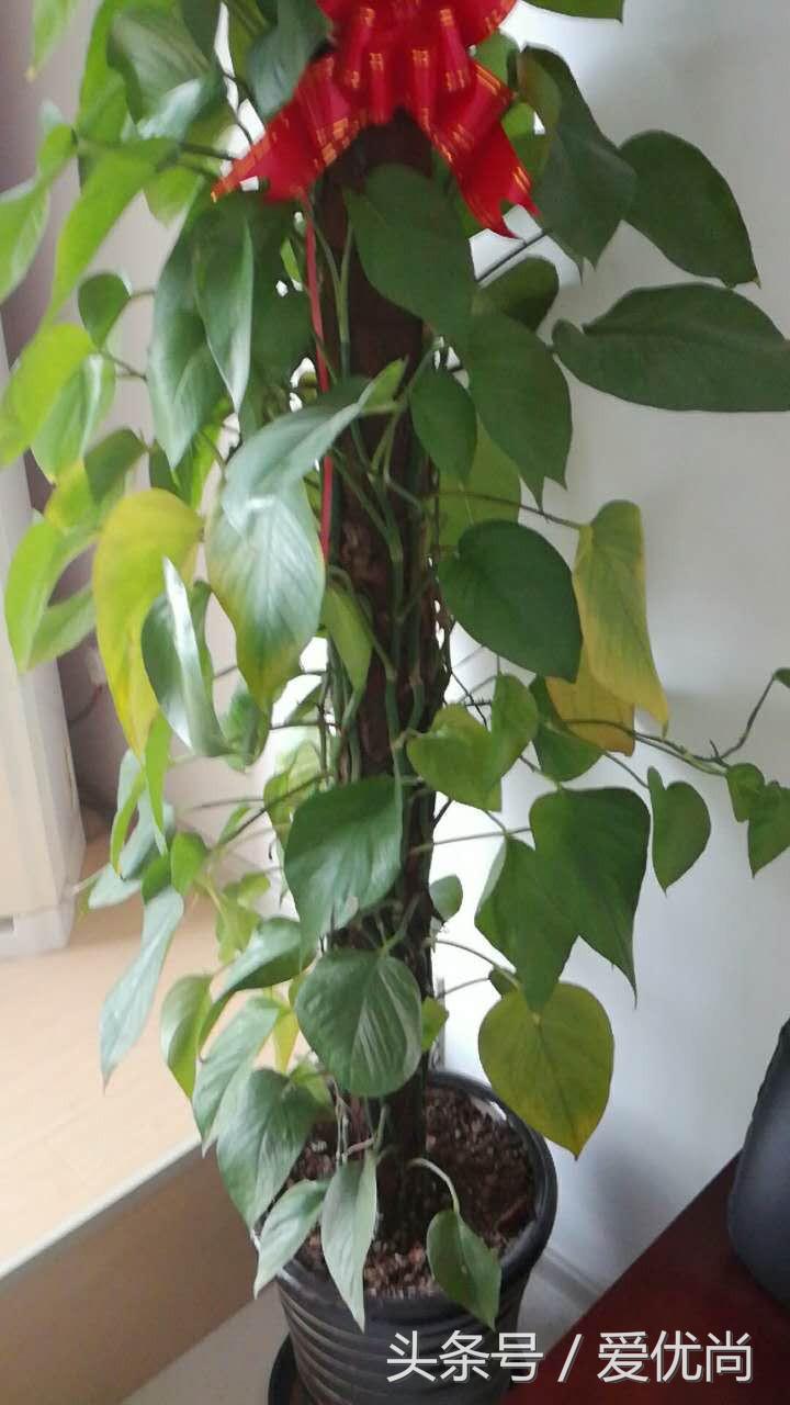 绿萝水培怎么养爆盆的,绿萝水培怎么养才能爆盆