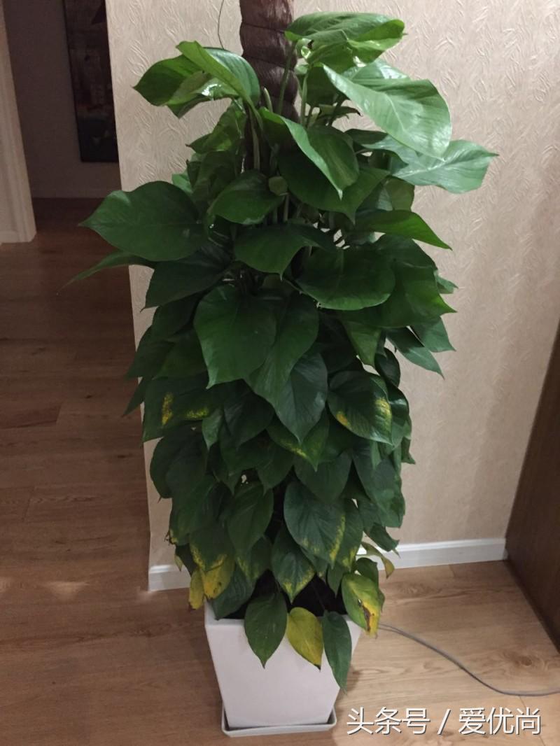 绿萝水培怎么养爆盆的,绿萝水培怎么养才能爆盆