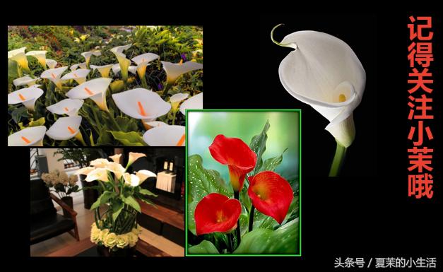 什么花吃对身体好又适合观赏,东北适合养又对健康有益的花