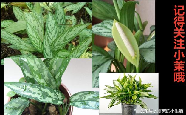 什么花吃对身体好又适合观赏,东北适合养又对健康有益的花