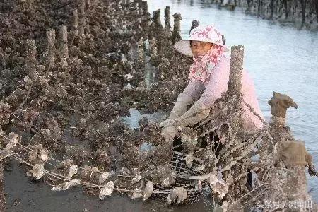 莆田牡蛎吃法,莆田海蛎的美味